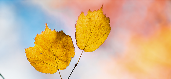 早秋心梗高發(fā)期，警惕“1熱，2疼，3多”，艾灸